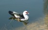 Thumbnail of Canard_005 1920.jpg