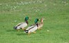 Thumbnail of Canard_015 1920.jpg