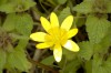 Thumbnail of Fleurs_003.jpg